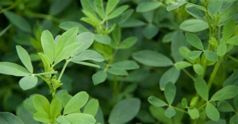 is alfalfa safe for dogs
