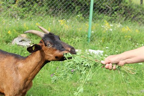 is alfalfa safe for goats