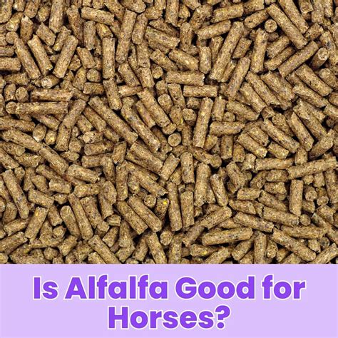 is alfalfa safe for horses