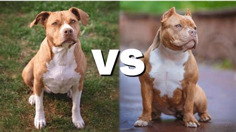 is american pit bull terrier a bully