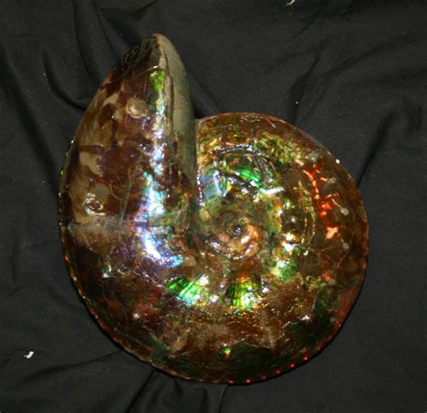 is ammonite fossil expensive