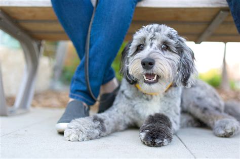 Is An Aussie Hypoallergenic