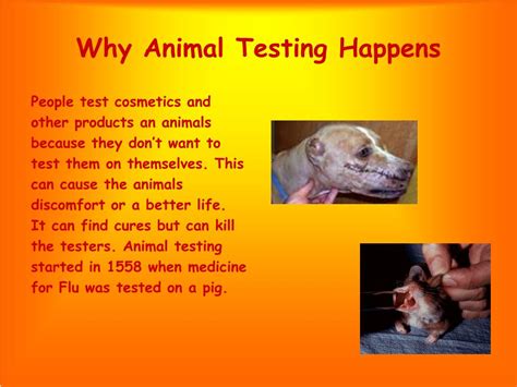 is animal testing necessary