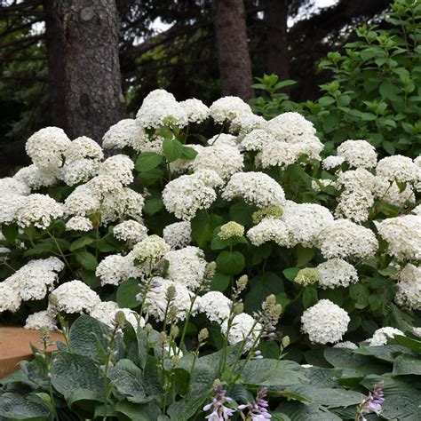 Is Annabelle Hydrangea Fragrant