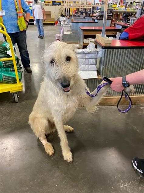 Is Atwoods Dog Friendly