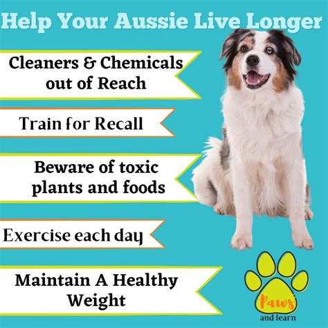 Is Aussie Safe For Dogs