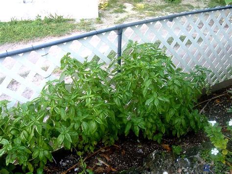 Is Basil Invasive
