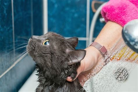 Is Bathing Your Cat Bad