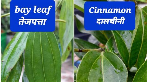 Is Bay Leaf And Cinnamon Same Tree