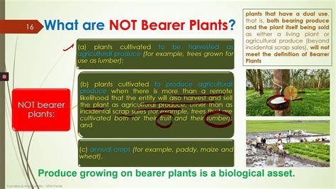 is bearer plant a biological asset
