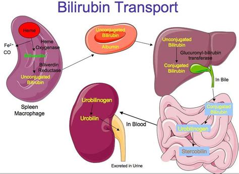 Is Bilirubin Affected By Light