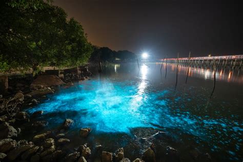 is bioluminescence safe