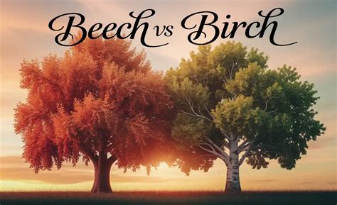 Is Birch And Beech Trees The Same