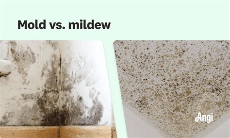 Is Black Mold Same As Mildew