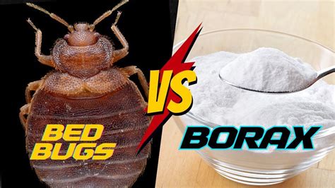 9 Things is borax effective for bed bugs: Pest Control Truth Revealed
