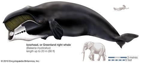is bowhead a type of whale