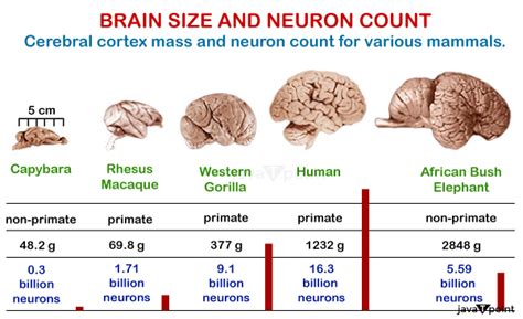 is brain size linked to intelligence