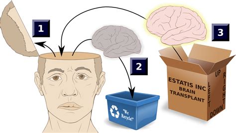 Is Brain Transfer Possible And What It Means For Humans