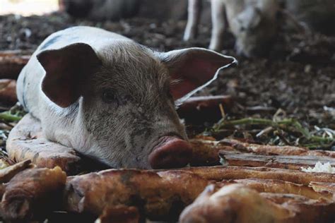 Is Bread Good For Pigs