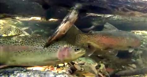 Is Breeding Mutts Bad