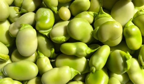 Is Broad Bean Keto