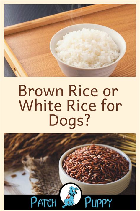 is brown rice good for puppies