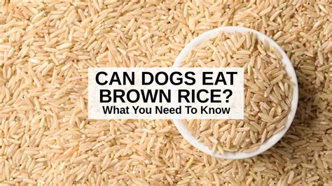 is brown rice hard to digest for dogs