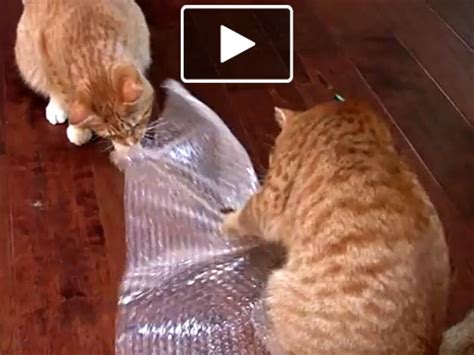 Is Bubble Wrap Safe For Cats