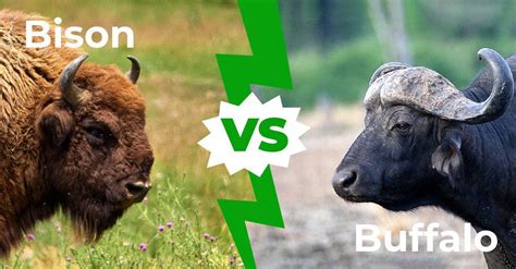 is buffalo and bison the same