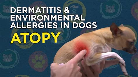 is canine atopic dermatitis contagious