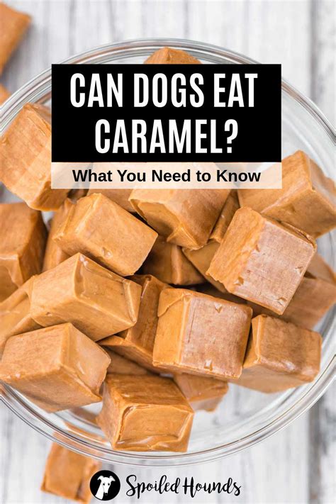 is caramel safe for dogs
