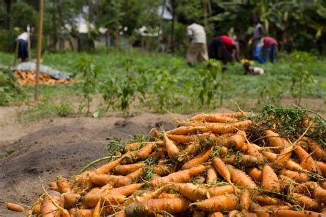 Is Carrot Farming Profitable