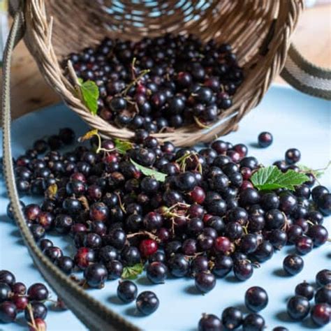 is cassis and blackcurrant the same
