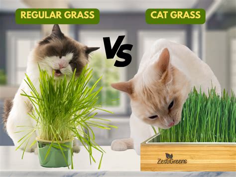 Is Cat Grass Regular Grass