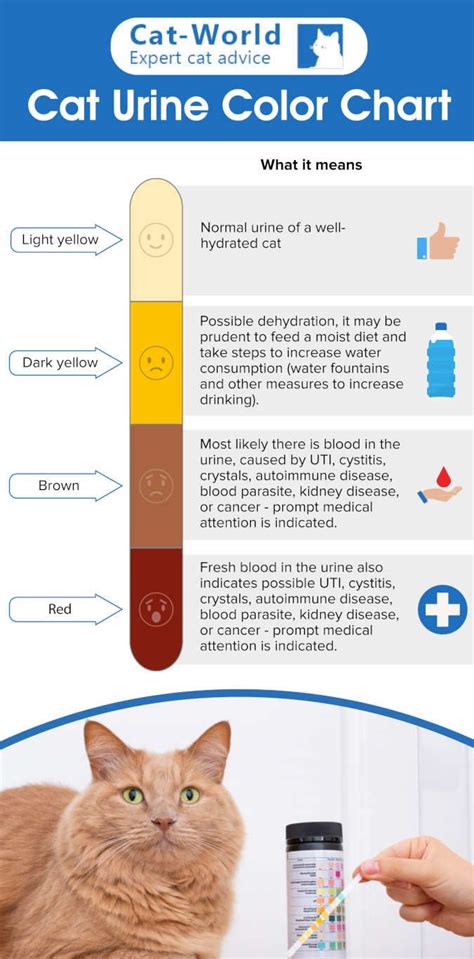 Is Cat Urine Bad To Smell