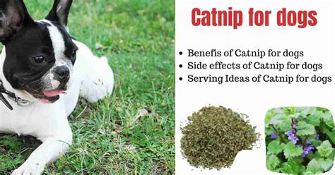 is catnip bad for dogs to eat