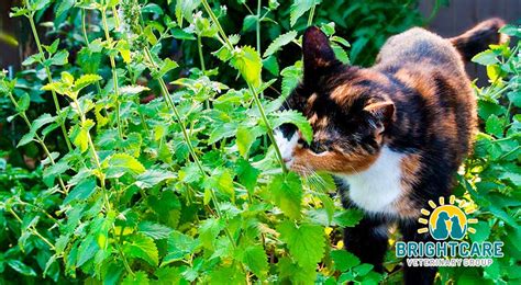 is catnip dangerous for your cat