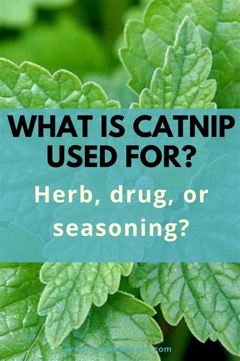 Is Catnip Drugs