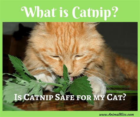 is catnip good for my cat