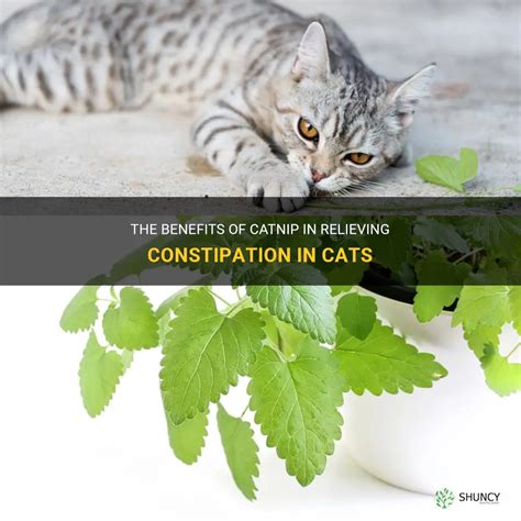 is catnip good for older cats