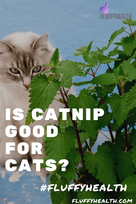 is catnip good for the cat