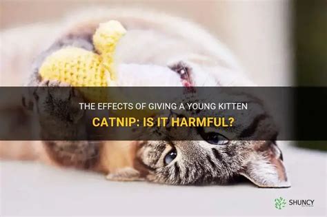 Is Catnip Harmful To Babies