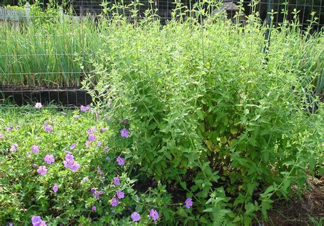 is catnip plant edible
