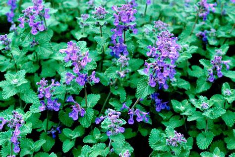 is catnip similar to mint
