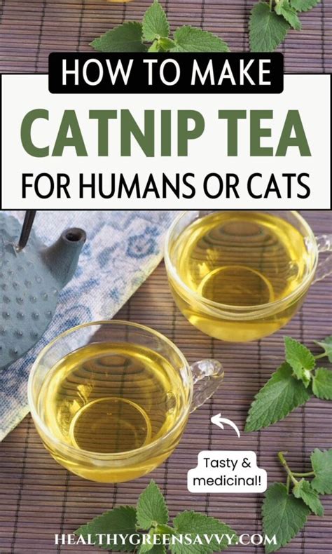 is catnip tea for humans