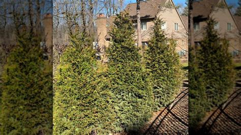 Is Cedar A Fast Growing Tree