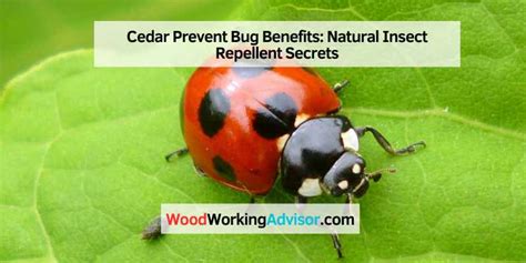 Is Cedar Wood Bug Resistant