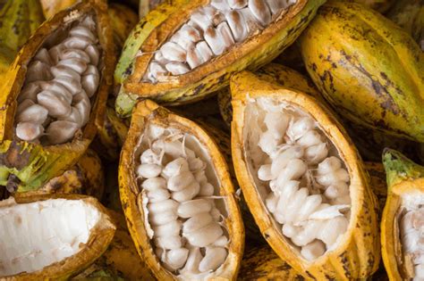 Is Cocoa Pronounced Coco