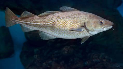 is cod saltwater fish