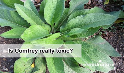 Is Comfrey Really Toxic